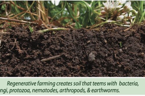 Healthy Soils