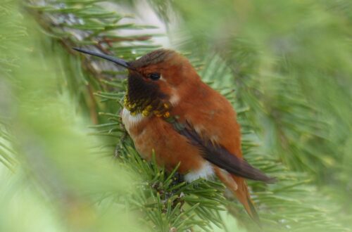 Hummingbird